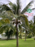 CÂY DỪA