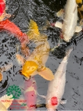 Hồ cá Koi 35