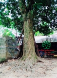 Cây Nhãn