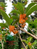 CÂY HOA MỘC HƯƠNG