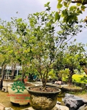 CÂY HOA MỘC HƯƠNG