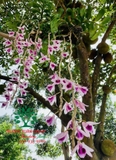 Hoa Lan