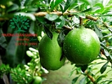 CÂY ĐÀO TIÊN
