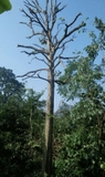 Cây Dâu Da Đất