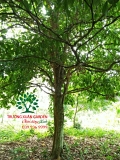 Cây Dâu Da Đất