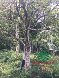 Cây Dâu Da Đất