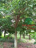Cây Dâu Da Đất