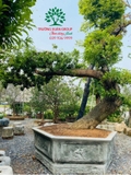 Cây Hồng Xiêm