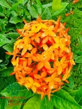 CÂY HOA MẪU ĐƠN TA (TRUYỀN THỐNG)
