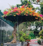 Hoa Giấy