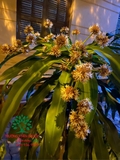 HOA THIẾT MỘC LAN