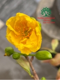 CÂY HOA  MAI VÀNG