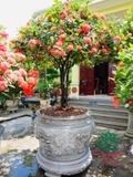 CÂY HOA MẪU ĐƠN TA (TRUYỀN THỐNG)