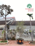 CÂY HOA MỘC HƯƠNG
