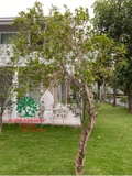 Cây Hoa Nguyệt Quế