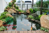 HỒ CÁ KOI 41
