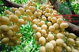 Cây Dâu Da Đất