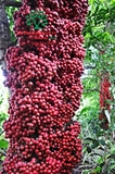 Cây Dâu Da Đất