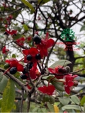CÂY MAI TỨ QUÝ