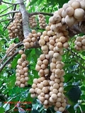 Cây Dâu Da Đất
