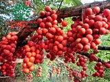 Cây Dâu Da Đất