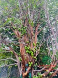 CÂY NHO THÂN GỖ