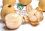 Cây Dâu Da Đất