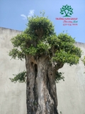 Bonsai 77