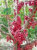 Cây Dâu Da Đất