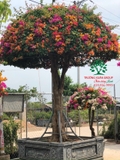 Hoa Giấy