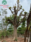 Cây Dâu Da Đất