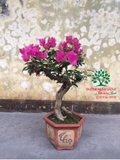 Hoa Giấy