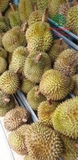 Cây Sầu Riêng