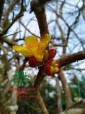 CÂY MAI TỨ QUÝ