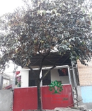 Cây Vú Sữa