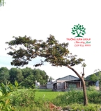 Cây Vú Sữa