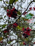 CÂY MAI TỨ QUÝ