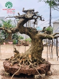 Bonsai 76