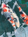 Hồ cá Koi 50