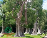 Cây Bồ Đề