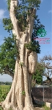Cây Bằng Lăng
