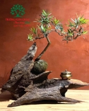 Bonsai 74