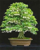 CÂY MAI CHIẾU THỦY