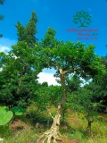 Cây Hoa Nguyệt Quế