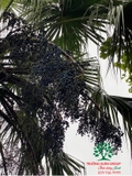 CÂY CỌ