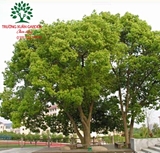 CÂY DÃ HƯƠNG (LONG NÃO)
