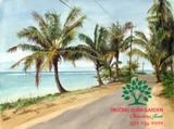 CÂY DỪA