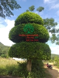 CÂY DUỐI