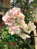 Hoa Lan