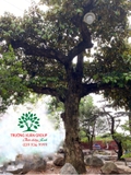 Cây Vú Sữa